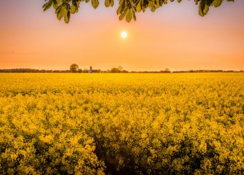 Framtidens proteinkälla – från djurfoder till haute cuisine